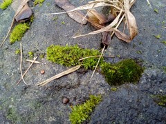 Tortula muralis muralis