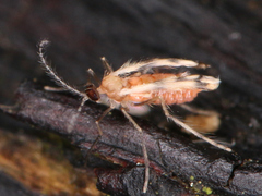 Cecidomyiidae