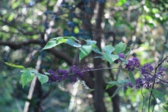 Callicarpa bodinieri