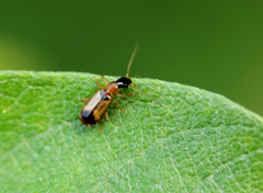 Demetrias monostigma