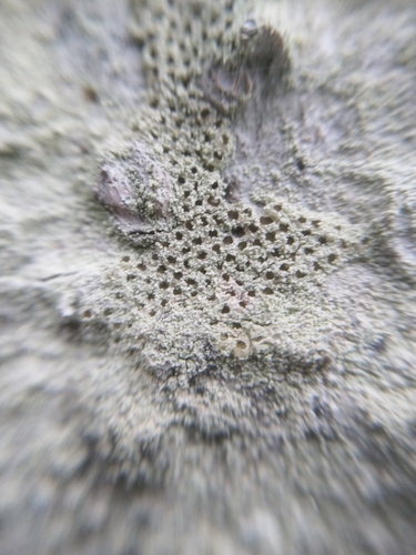 Eglinė spuogė nuotrauka