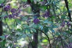 Callicarpa bodinieri
