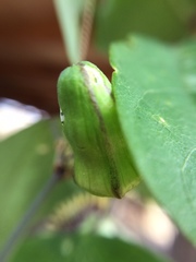 Passiflora colinvauxii