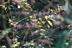 Callicarpa bodinieri
