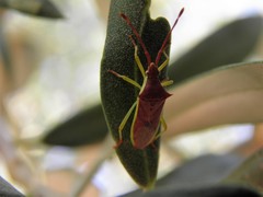 Plinachtus imitator