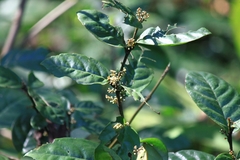 Maesa japonica