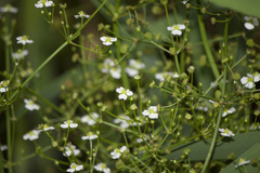 Alisma plantago-aquatica