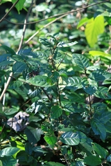 Maesa japonica