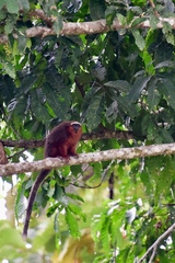 Plecturocebus discolor