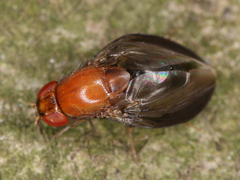 Diptera