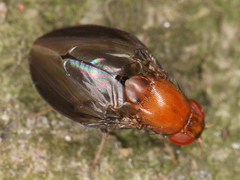 Diptera