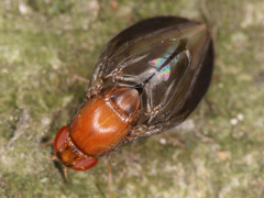 Diptera
