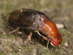 Diptera