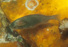 Pachymetopon blochii
