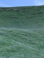 Vulpes macrotis mutica