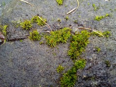 Tortula muralis muralis