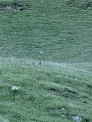 Vulpes macrotis mutica