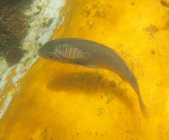 Anilocra capensis