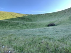 Vulpes macrotis mutica