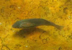 Pachymetopon blochii