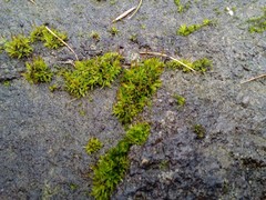 Tortula muralis muralis