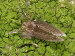 Psychodidae