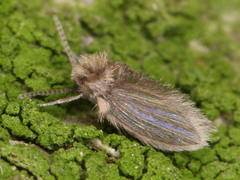 Psychodidae