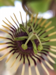 Passiflora colinvauxii