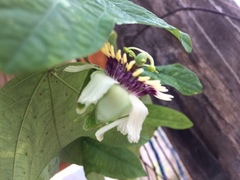 Passiflora colinvauxii