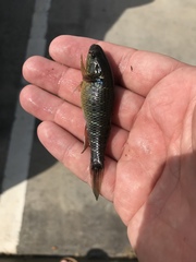 Dormitator maculatus