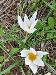 Crocus hyemalis