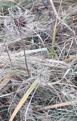 Clematis integrifolia