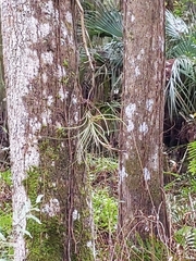 Tillandsia balbisiana