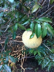 Landolphia kirkii