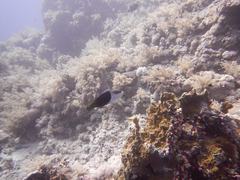 Labroides dimidiatus