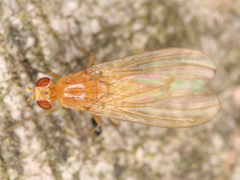 Diptera