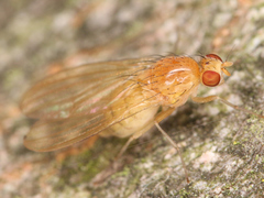 Diptera