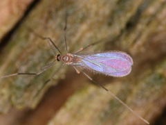 Cecidomyiidae