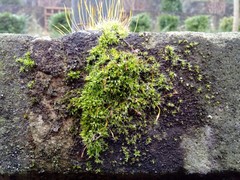 Tortula muralis muralis