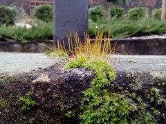 Tortula muralis muralis
