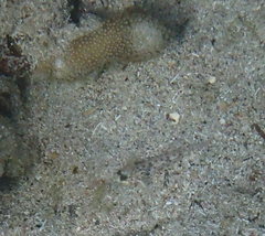 Coryphopterus dicrus