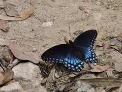 Limenitis arthemis arizonensis