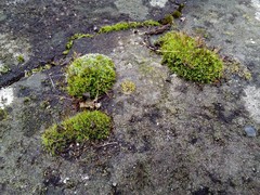 Tortula muralis muralis