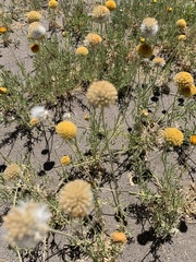 Gaillardia megapotamica megapotamica
