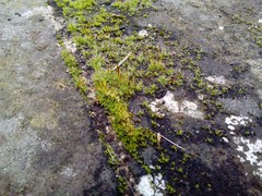 Tortula muralis muralis