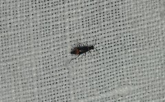 Axinotarsus pulicarius