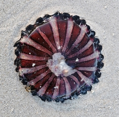 Chrysaora agulhensis