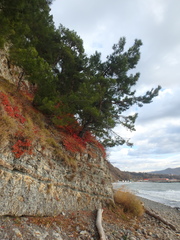 Pinus brutia pityusa