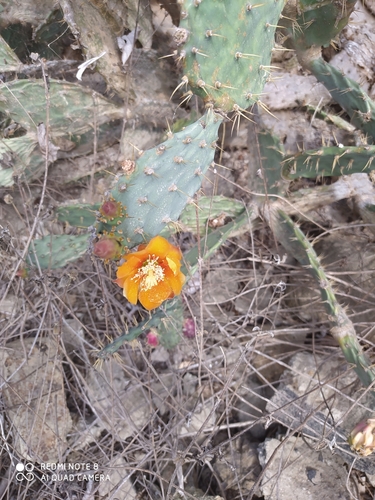 Image of Opuntia quitensis by (c) Ileana Herrera, some rights reserved (CC BY)