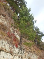 Pinus brutia pityusa